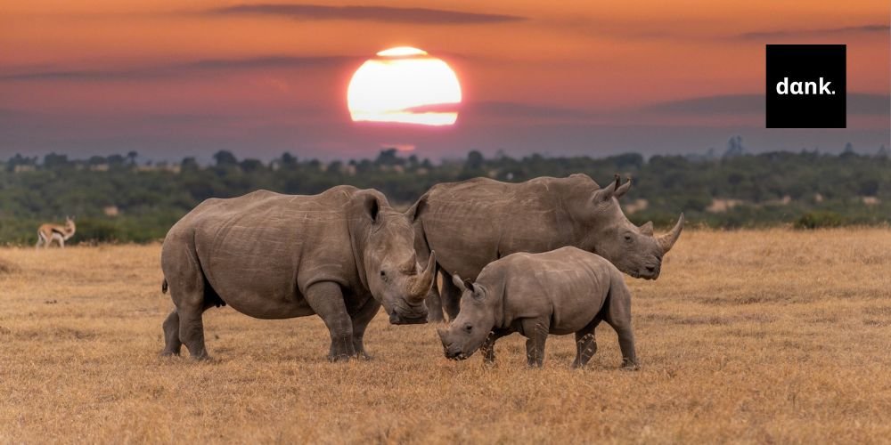 Πώς η ραδιενέργεια θα σώσει τους ρινόκερους από λαθροθήρες rhinoceros banner