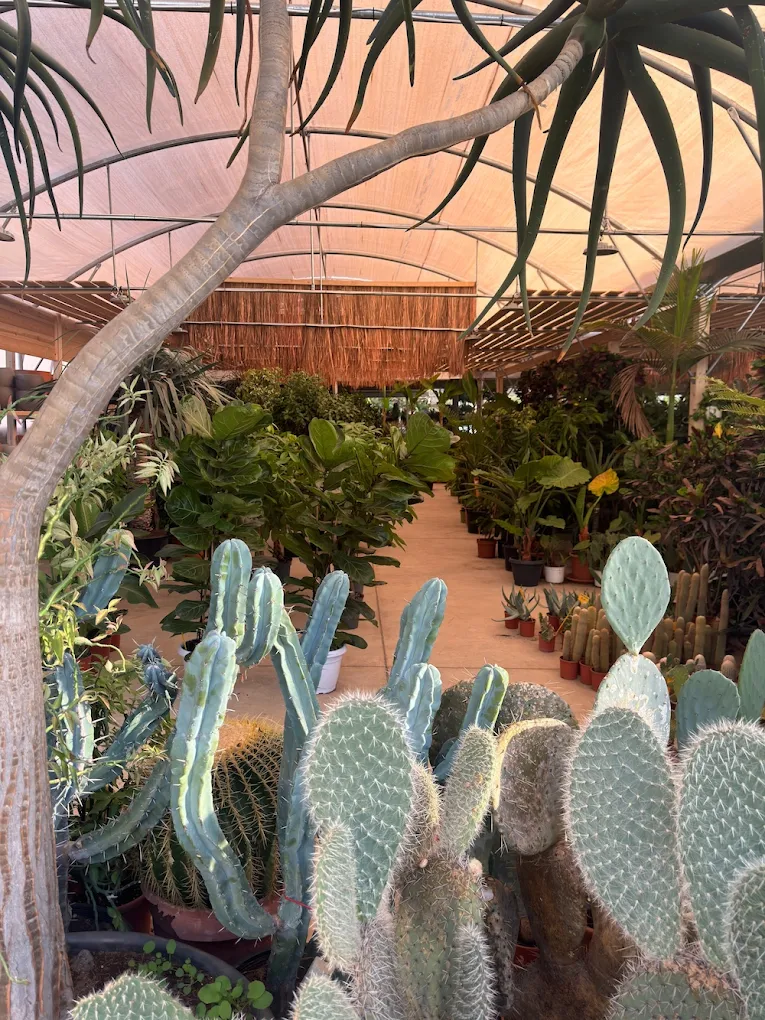 Βόλτα σε επτά υπέροχα μαγαζιά στη Θεσσαλονίκη με φυτά εσωτερικού χώρου 2024 11 04