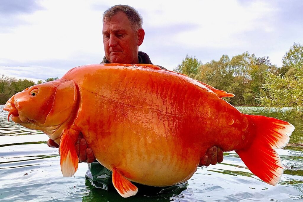 221123105542 fisherman catches giant goldfish restricted