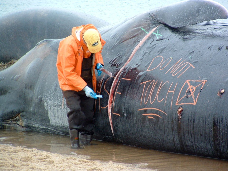 Η αιώνια σφαγή της φυλής των φαλαινών whaling7 960x720