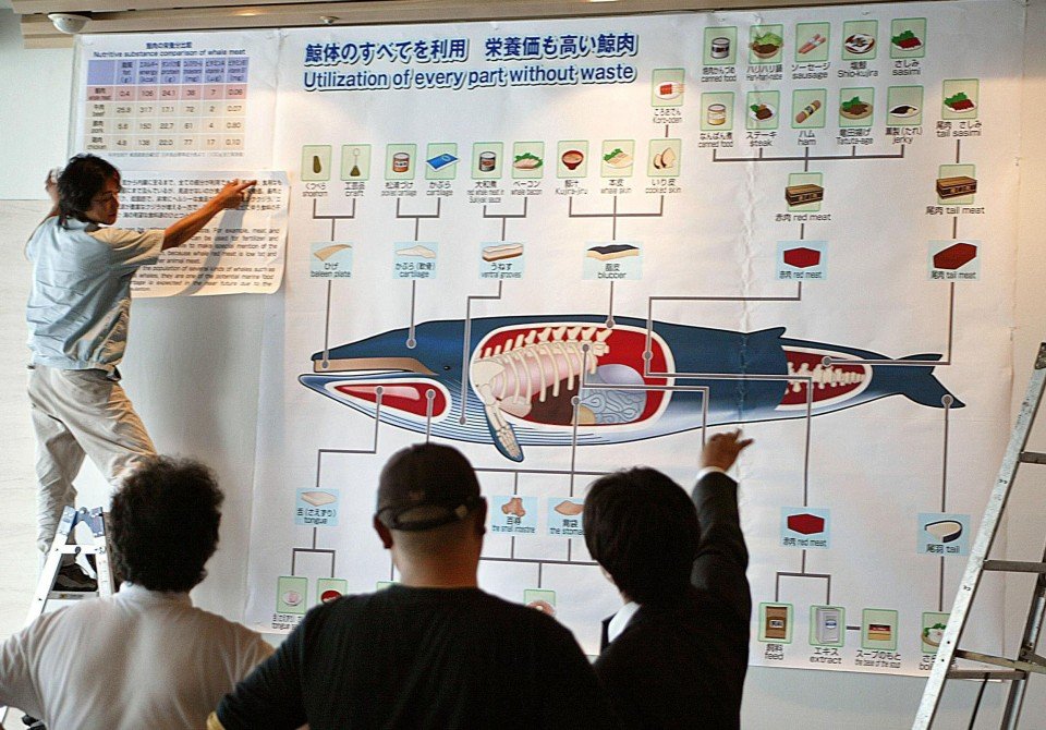 Η αιώνια σφαγή της φυλής των φαλαινών whaling8 960x670