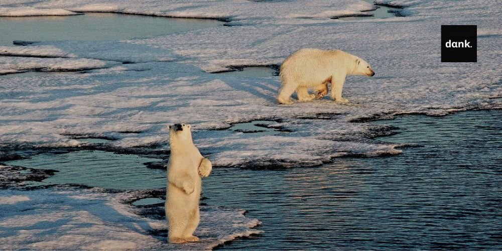 Πολικές αρκούδες με ασυνήθιστες γενετικές αλλαγές ανακαλύφθηκαν στη Γροιλανδία polar bears banner